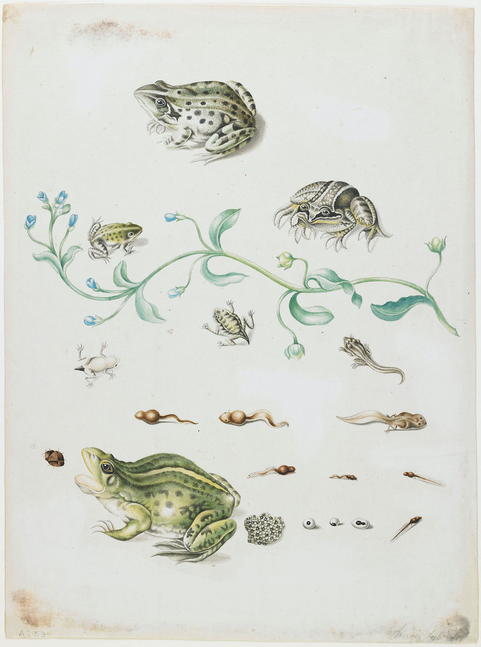 Maria Sibylla Merian. Metamorphose eines Frosches. 1701-05. Aquarell