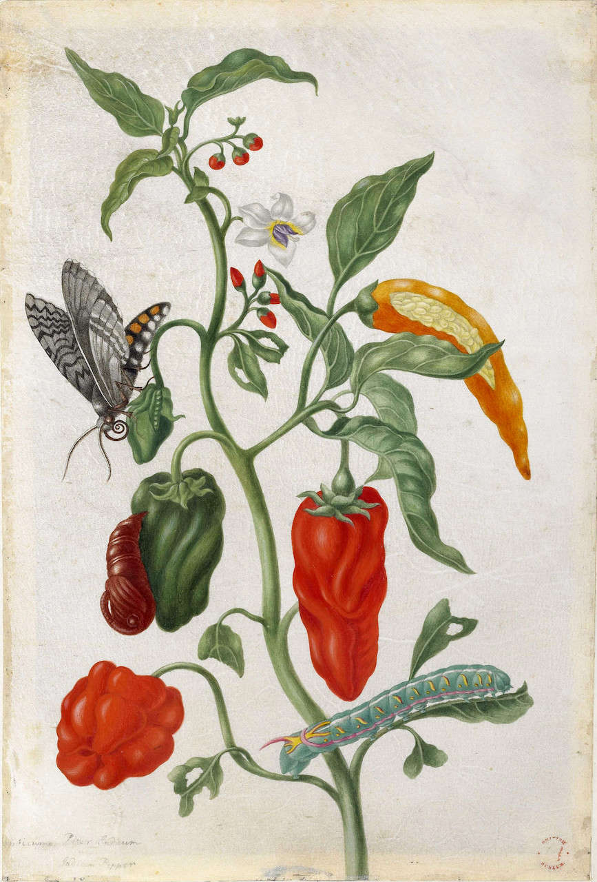 Maria Sibylla Merian. Studie einer Pfefferpflanze. 1701-05. Aquarell. 36,8 x 24,9cm